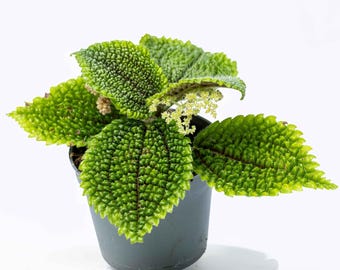 Pilea mollis Pilea Moon Valley 6cm | Tropical Potted Colourful Houseplant