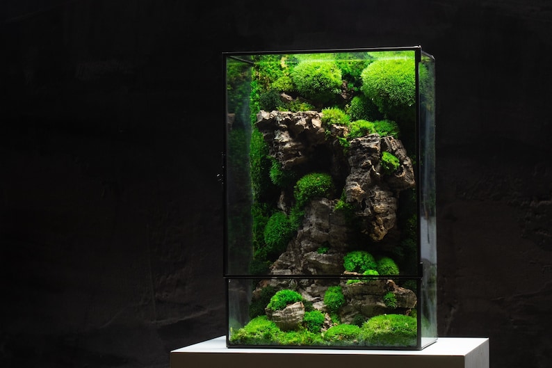 A luxurious terrarium showcasing vibrant green moss, carefully arranged within a glass container, creating a miniature garden oasis