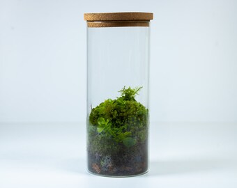 Ready-made Tropical Forest Terrarium | No Assembly and Low Maintenance Ecosystem