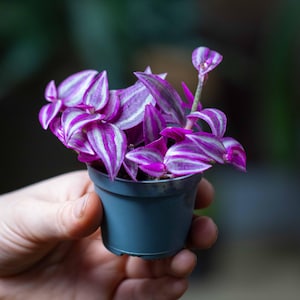 May include: A small potted plant with purple and silver striped leaves. The plant is in a dark blue pot. The leaves display a striking pattern, creating a visually appealing contrast.