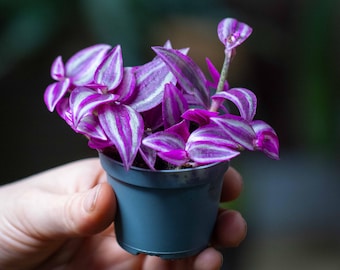 Tradescantia zebrina Pink Paradise 6cm  Small Plant | Tropical Potted Colourful Potted Houseplant