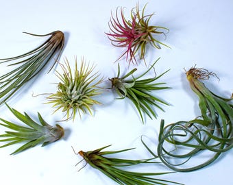 Air Plant Mix Set – 5 x Tillandsia for Terrariums and Displays | Easy Care Plant Gift and Modern Home Decor Kit Low Maintenance