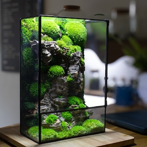Preserved terrarium with a display light: discover the beauty of nature with ome