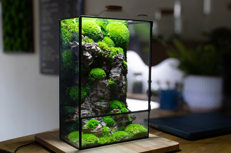 Preserved terrarium with a display light: discover the beauty of nature with ome