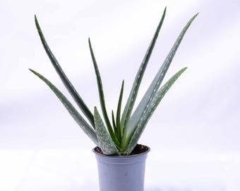 Aloe vera (First Aid Plant) 12cm | Tropical Potted Tall Houseplant