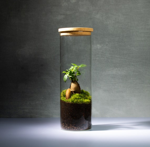 Ficus Ginseng Bonsai Terrarium  Living Ecosystem in Glass | Mindful Desk  Decor and Plant Lover Gift for Home or Office - Etsy