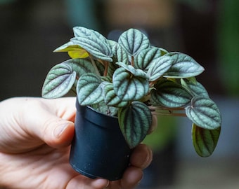 Peperomia piccolo Peacock peperomia 6cm Small Plant | Tropical Potted Compact Houseplant