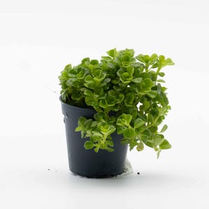 May include: A small, leafy green plant in a dark grey plastic pot. The plant has small, rounded leaves and is overflowing from the pot. The background is plain white, highlighting the plant's vibrant green colour. The pot is approximately 10 cm tall.