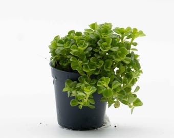 Pilea depressa 6cm Plant – Trailing Terrarium & Vivarium Plant for Tropical Indoor Displays