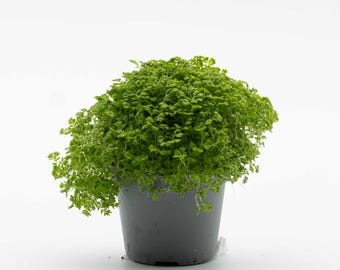 Selaginella apoda 6cm Plant – Meadow Spikemoss for Terrariums, Vivariums & Tropical Plant Displays