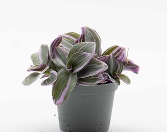 Tradescantia Nanouk 6cm Plant – Pink & Purple Trailing Houseplant for Terrariums, Vivariums