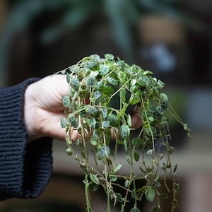May include: A String of Hearts plant in a small black pot. The plant has heart-shaped green leaves with dark green marbling. Trailing vines cascade downwards, creating a lush, textured appearance. A popular houseplant, often grown indoors.