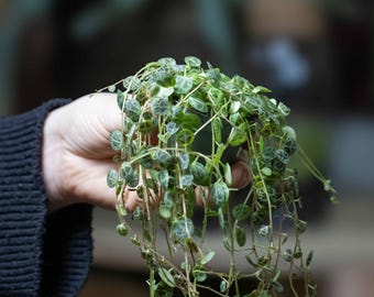 Peperomia prostrata String of Turtles 6cm  Small Plant | Tropical Potted Trailing Hanging Houseplant