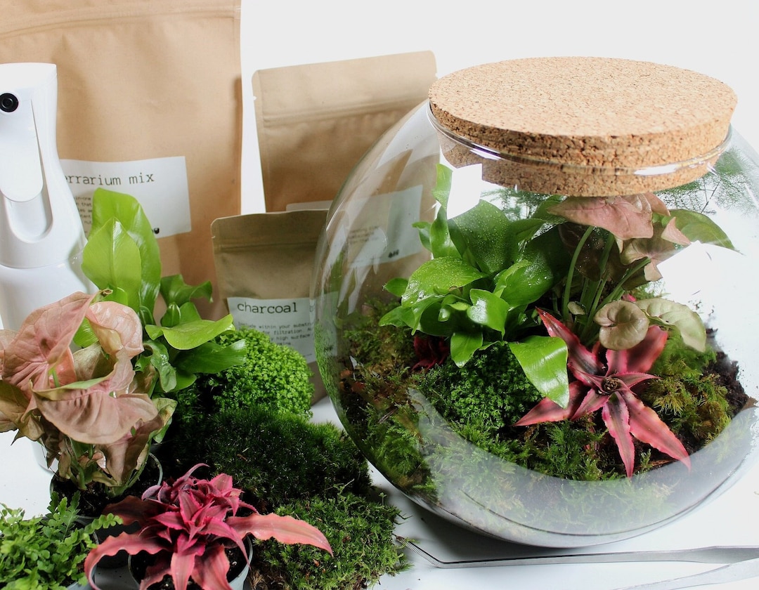 Large DIY Terrarium Kit With Plants Container Etsy