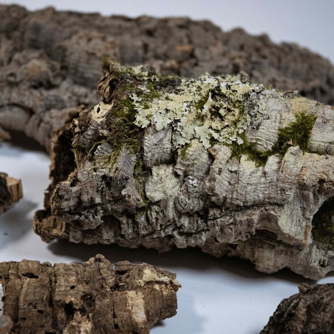 Cork Bark Pieces Finest Quality Wood for Terrariums, Vivariums and Moss Art Animalsafe Etsy UK