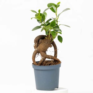 May include: A bonsai tree in a grey pot. The tree has a distinctive root structure with a thick, brown trunk and arching roots. The plant features vibrant green leaves and is set against a white background.