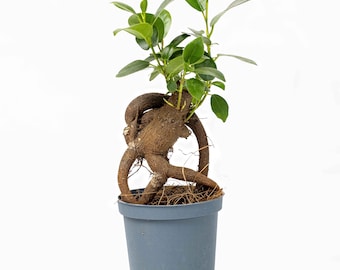 Könnte beinhalten: Ein kleiner Bonsai-Baum in einem grauen Topf. Der Baum hat eine einzigartige Wurzelstruktur mit einem dicken, braunen Stamm und bogenförmigen Wurzeln. Die Pflanze hat leuchtend grüne Blätter und steht vor einem weißen Hintergrund.