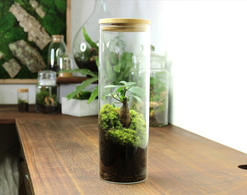 Bonsai Terrarium a Living Ficus Ginseng Ecosystem the Etsy