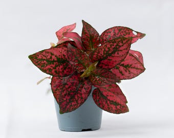 Red Hypoestes phyllostachya 6cm Small Plant | Tropical Potted Compact Houseplant