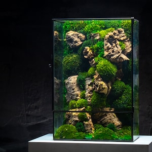 Bring a touch of luxury to your living space with our large terrarium, a stunning display of lush greenery enclosed within a sleek glass container