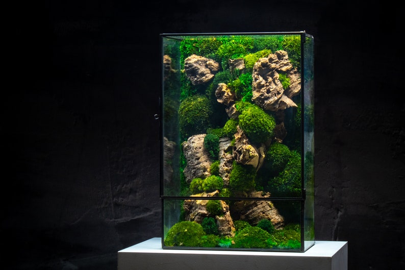 Bring a touch of luxury to your living space with our large terrarium, a stunning display of lush greenery enclosed within a sleek glass container