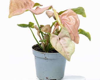 Syngonium podophyllum 'Pink Allusion' Arrowhead Plant 6cm | Tropical Potted Colourful Houseplant
