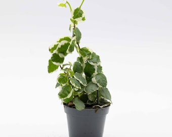 Ficus pumila Variegata 6cm Plant – Variegated Creeping Fig for Terrariums & Vivariums