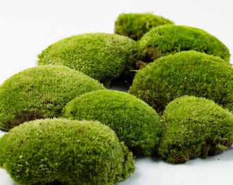 Cushion Moss • Bun Moss • Live Moss Leucobryum glaucum for Closed Terrarium Decoration and Houseplants