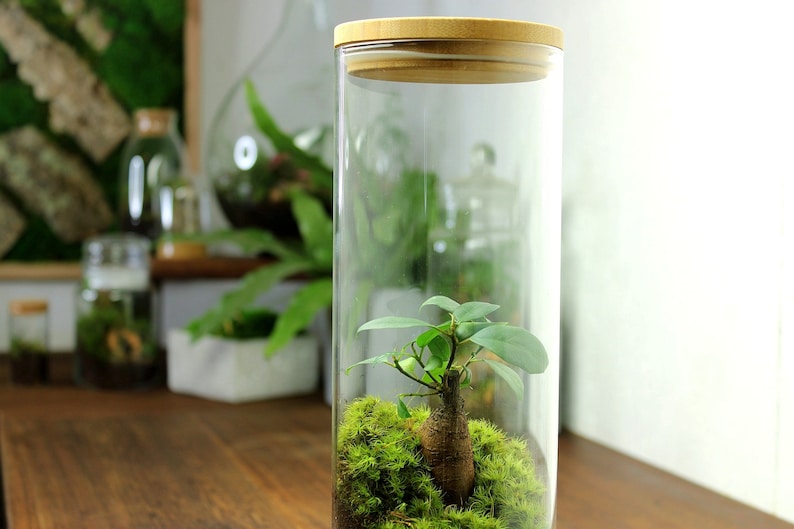Bonsai Terrarium a Living Ficus Ginseng Ecosystem the Etsy