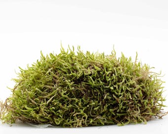 Waved Silk Moss • Cotton Moss • Live Snake Moss Plagiothecium undulatum for Closed Terrarium Decoration and Houseplants