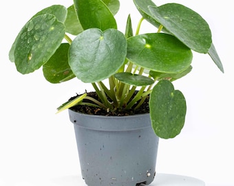 Pilea peperomiodes Chinese Money Plant 6cm | Tropical Potted Colourful Houseplant