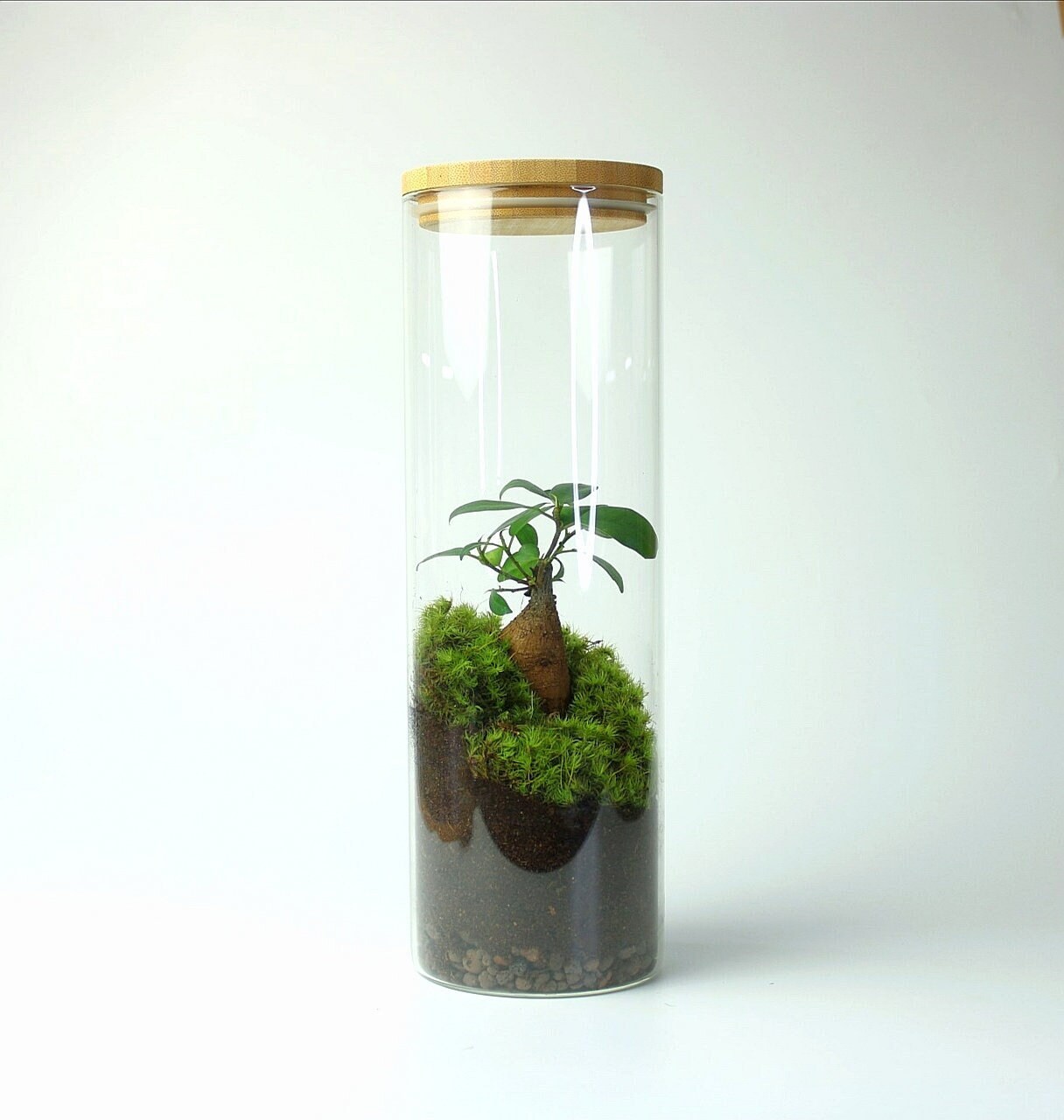 Bonsai Terrarium a Living Ficus Ginseng Ecosystem the Etsy
