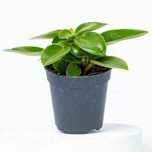 May include: A small, vibrant green plant with glossy, oval leaves in a dark grey plastic pot. The plant is centered on a white surface, showcasing its fresh, healthy appearance. The leaves are arranged in a visually appealing pattern.