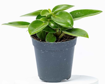 Peperomia orba 'Pixie' Radiator Plant 6cm | Tropical Potted Colourful Houseplant
