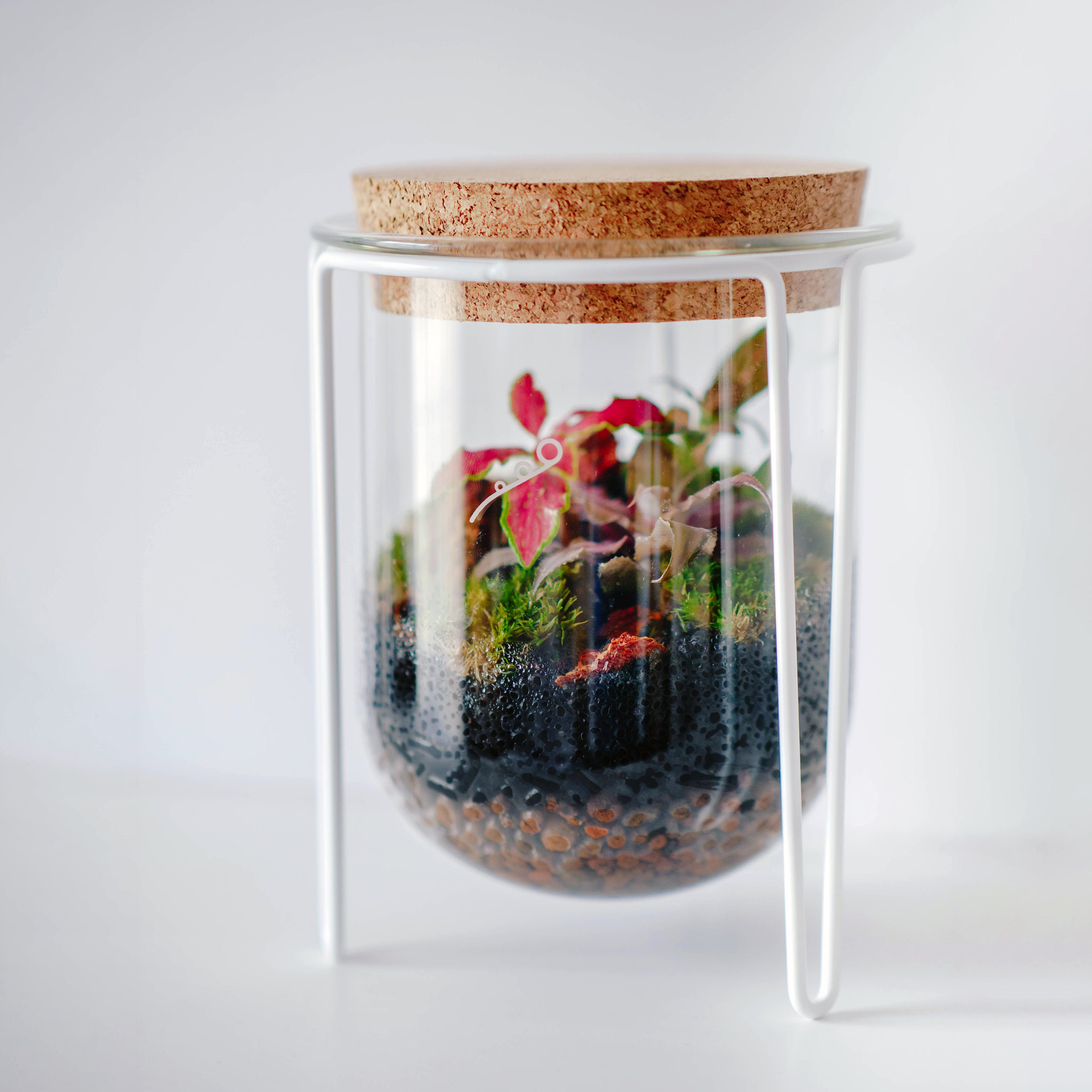 Terrarium Kit Cos Mounted DIY Terrarium Kit with Plants Etsy