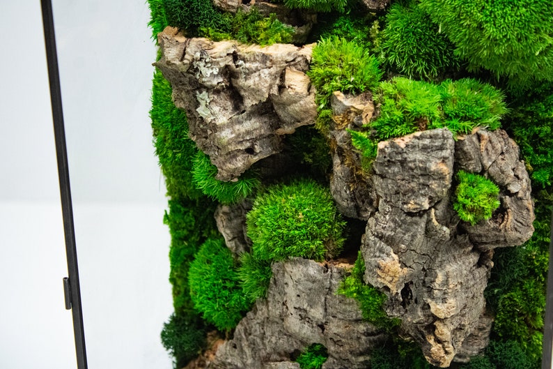Terrarium large, a stunning showcase of verdant moss and lush foliage for a touch of natural beauty.