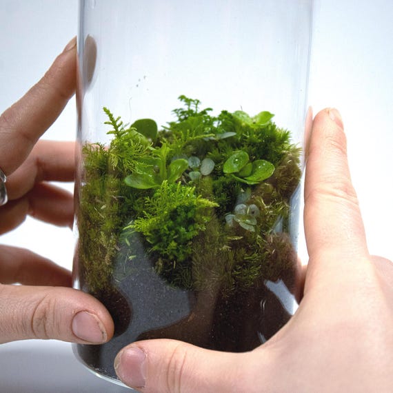 Forest Terrarium – Bottled Closed Ecosystem Ready-Made | Low Maintenance Plant Decor and Mindful Gift for Home