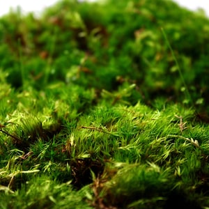 Bulk Wholesale Preserved Natural Sheet Moss Natural Green 