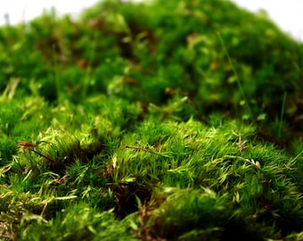 Live Moss Bundle | Mixed Fresh Mosses for Terrariums | Cushion Moss and Sheet Moss