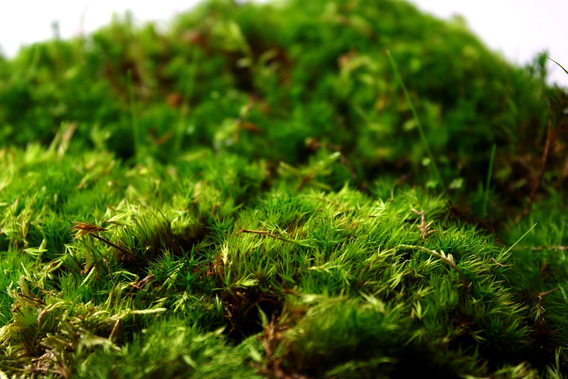 Hoja preservada al por mayor a granel de musgo hoja de musgo moño musgo  cojín musgo natural verde decorativo real terrarios (2 pies cuadrados)