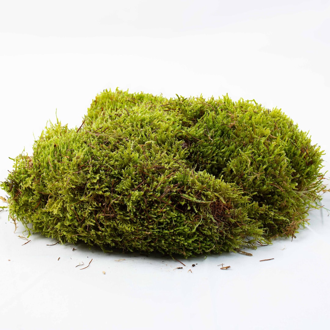 Moss Ruber Carpet Moss • Hypnales Moss • Sheet Moss Hypnum Cupressiforme Mosses ...