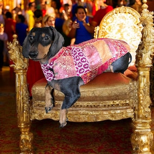 May include: A black and tan dachshund wearing a pink, orange and gold patterned waistcoat sits on a gold throne.