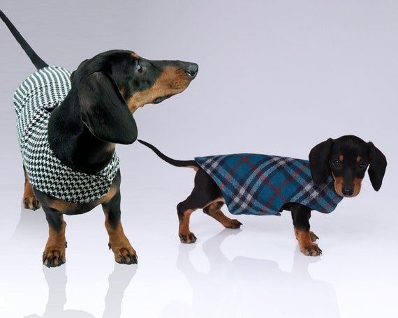 Miniature dachshund cheap tweed coat
