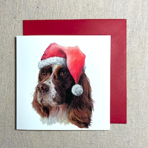 Springer Spaniel Inglês