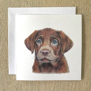 Cachorro de labrador chocolate