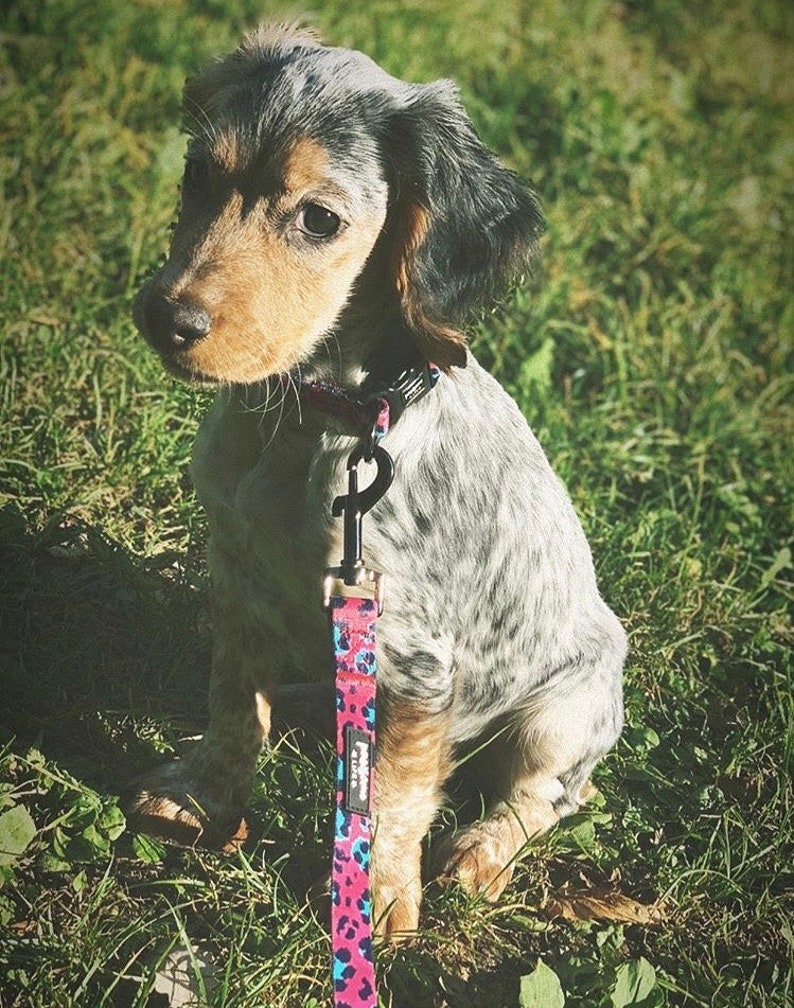 Dog Collar and Lead Set Leopard Dog Collar and Lead Girl Dog Etsy