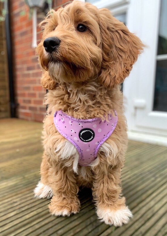 collar and harness set