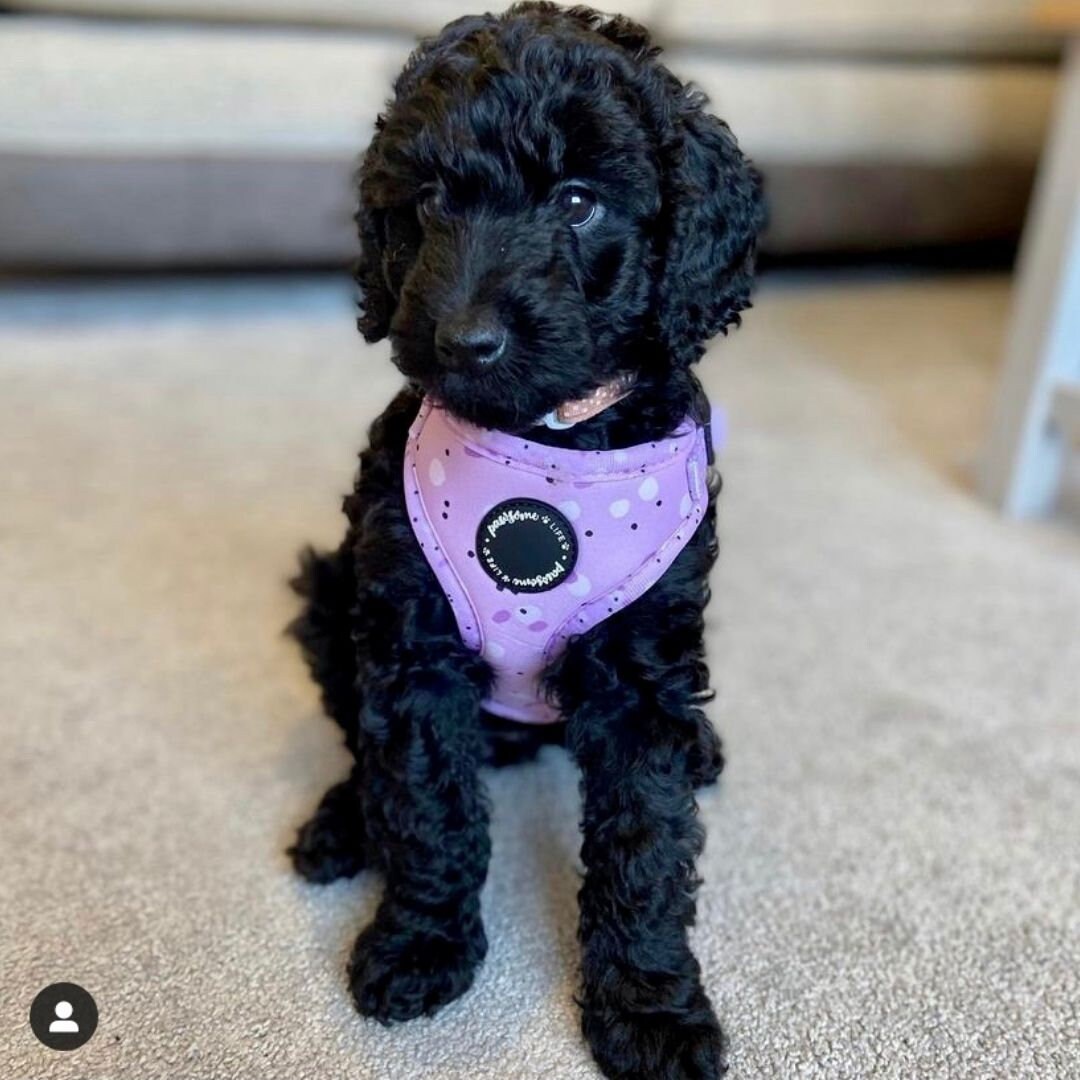 Dog Harness Set Dog Harness and Leash Set Puppy Harness and Etsy UK