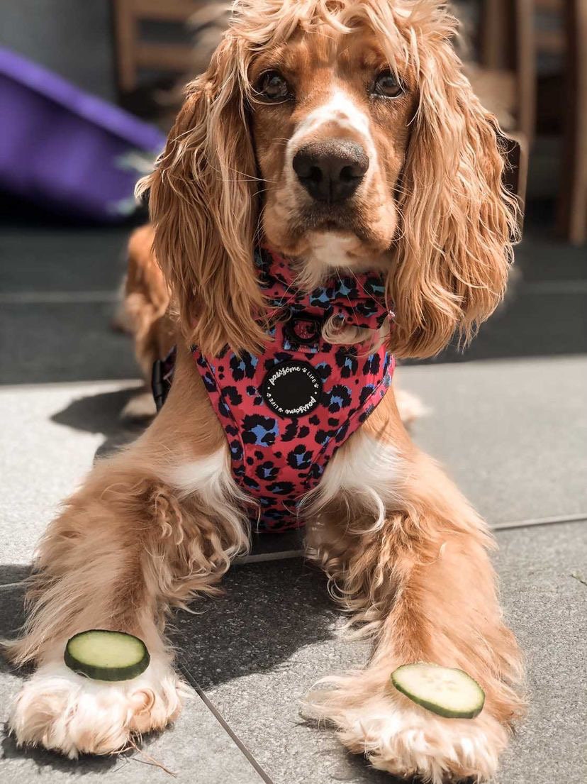 Dog Harness Set Dog Harness and Leash Set Puppy Harness and Etsy UK