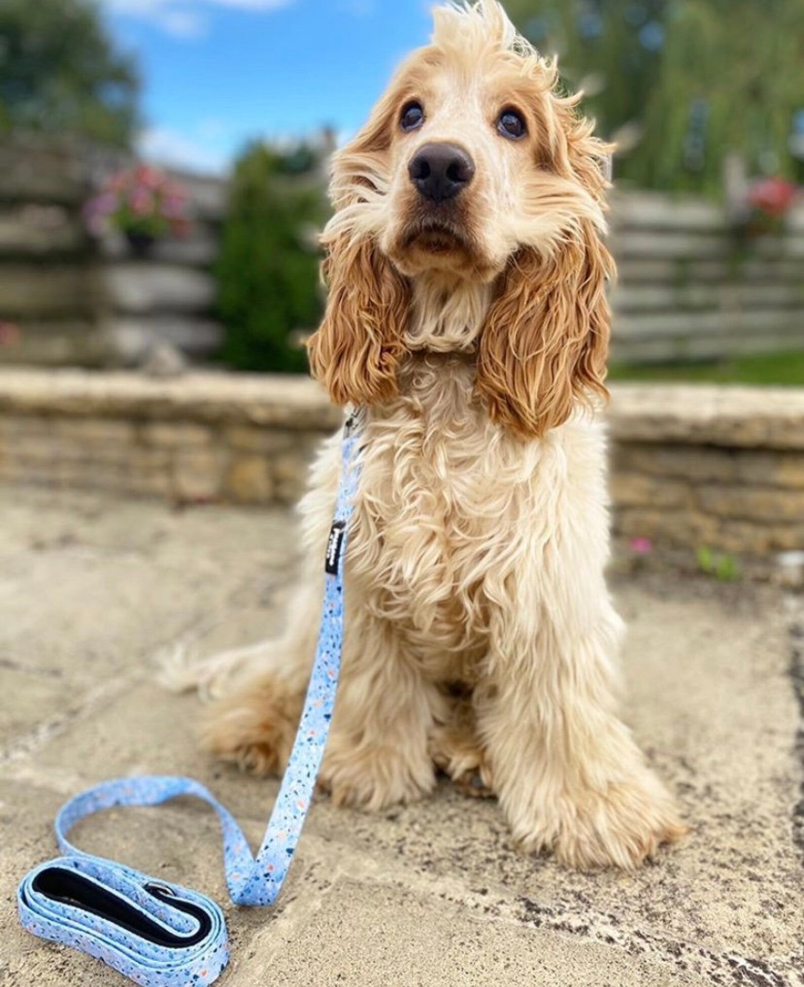 Dog Collar and Lead Set Terrazzo Dog Collar and Lead Girl Etsy
